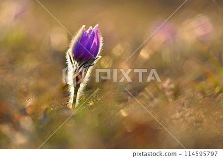 Spring background with flowers on meadow. Beautiful blooming pasque flower at sunset. Spring nature, colorful natural blurred background. Spring background with flowers on meadow. Beautiful blooming pasque flower at sunset. Spring nature, colorful natural blurred background. 114595797