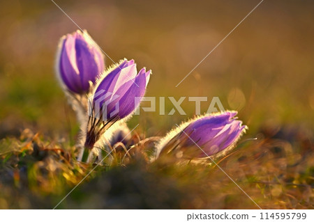 Spring flower. Nature - meadow and sunset. Seasonal concept for springtime. Beautifully blossoming pasque flower and sun with a natural colored background. (Pulsatilla grandis) 114595799