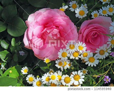 明亮的粉紅色玫瑰和洋甘菊 明亮的粉紅色玫瑰和洋甘菊 114595940