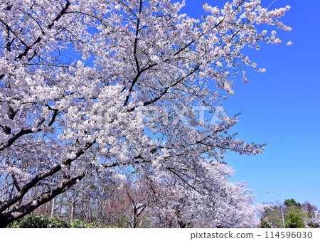 北海道四月櫻花：藍天映襯下的戶田紀念墓園櫻花盛開 114596030