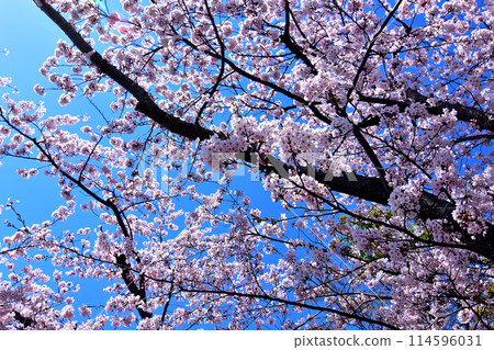 北海道四月櫻花:藍天映襯下的戶田紀念墓園櫻花盛開 北海道四月櫻花:藍天映襯下的戶田紀念墓園櫻花盛開 114596031