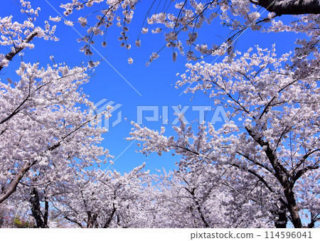 Hokkaido April cherry blossom scenery: Cherry blossoms in full bloom at Toda Memorial Cemetery Park against the blue sky Hokkaido April cherry blossom scenery: Cherry blossoms in full bloom at Toda Memorial Cemetery Park against the blue sky 114596041