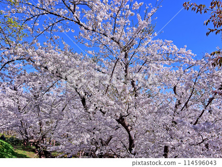 Hokkaido April cherry blossom scenery: Cherry blossoms in full bloom at Toda Memorial Cemetery Park against the blue sky Hokkaido April cherry blossom scenery: Cherry blossoms in full bloom at Toda Memorial Cemetery Park against the blue sky 114596043