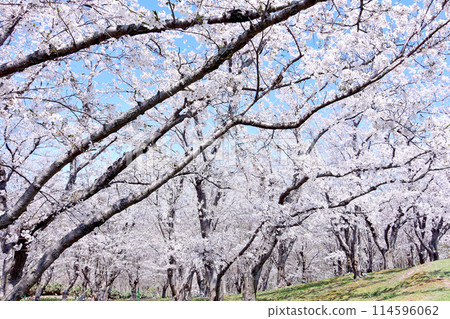 Hokkaido April cherry blossom scenery: Cherry blossoms in full bloom at Toda Memorial Cemetery Park against the blue sky Hokkaido April cherry blossom scenery: Cherry blossoms in full bloom at Toda Memorial Cemetery Park against the blue sky 114596062