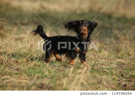 Amazing dachshund in move Amazing dachshund in move 114596084