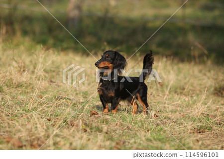 Lovely dachshund in nature Lovely dachshund in nature 114596101