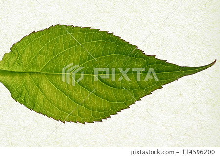 Amacha (Amacha) 的嫩葉和葉脈 114596200