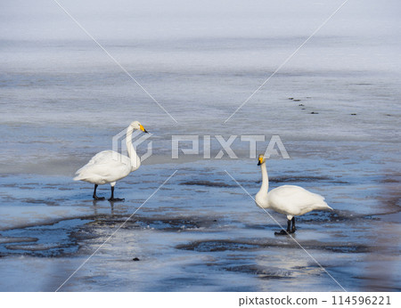 love of swans 114596221