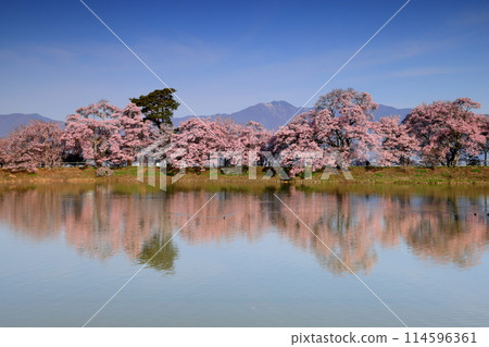 Takatookohiganzakura and Somei-Yoshino cherry trees line the banks of the Rokudo embankment in Mishimakasahara, Ina City, Nagano Prefecture, and are reflected on the water surface Takatookohiganzakura and Somei-Yoshino cherry trees line the banks of the Rokudo embankment in Mishimakasahara, Ina City, Nagano Prefecture, and are reflected on the water surface 114596361