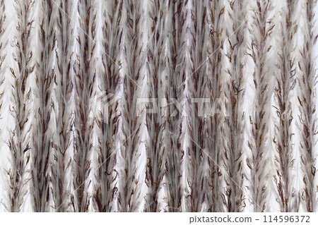 Background material of the grass family plant, Imperata cylindrica Background material of the grass family plant, Imperata cylindrica 114596372