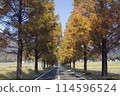 Yellow leaves of metasequoia trees 114596524