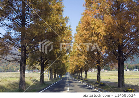Yellow leaves of metasequoia trees 114596524