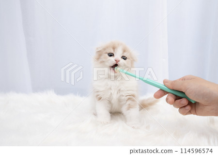 蘇格蘭折耳貓小貓刷牙 蘇格蘭折耳貓小貓刷牙 114596574
