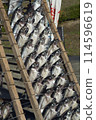 Dried mackerel 114596619