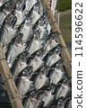 Dried mackerel 114596622