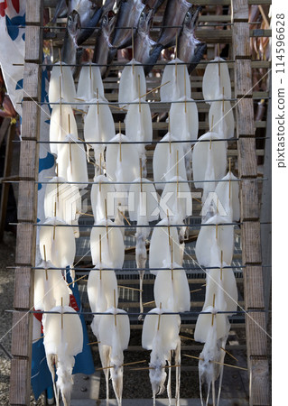 Dried Bigfin Reef Squid Dried Bigfin Reef Squid 114596628