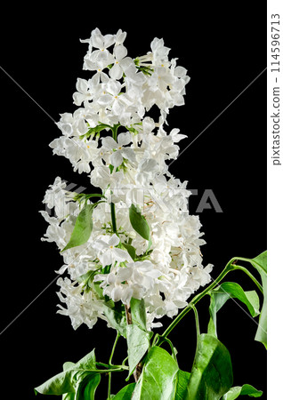 Blooming white lilac on a black background Blooming white lilac on a black background 114596713