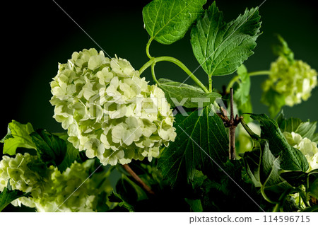 Blooming white viburnum on a black background 114596715