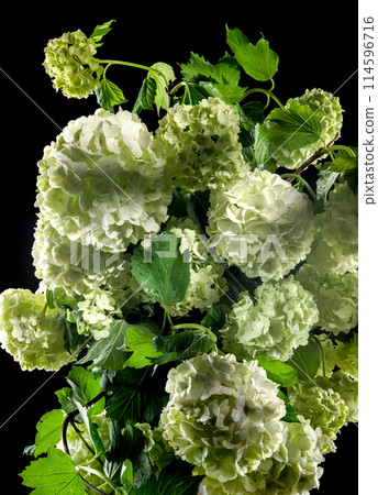 Blooming white viburnum on a black background 114596716