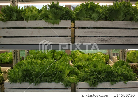 Close up of fresh organic hydroponic vegetable plantation produce cultivate farm in greenhouse. Agriculture aquaponic system. Vertical aeroponic garden. Sustainable lifestyle food sourcing concept 114596730