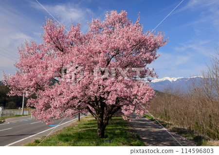 長野縣伊那市高遠町下山田 三峰川沿岸的高遠小彼岸櫻花樹和中央阿爾卑斯雪山的木曾山 114596803