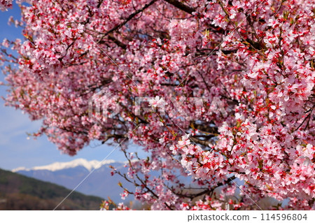 長野縣伊那市高遠町下山田 三峰川沿岸的高遠小彼岸櫻花樹和中央阿爾卑斯雪山的木曾山 114596804