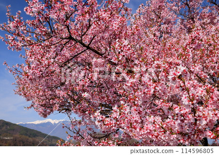 Shimoyamada, Takato Town, Ina City, Nagano Prefecture Takato Kohigan cherry blossom trees along the Mitsumine River and the snow-capped Kiso Mountains of the Central Alps 114596805
