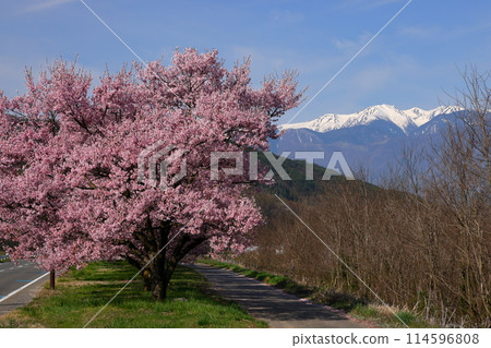 Shimoyamada, Takato Town, Ina City, Nagano Prefecture Takato Kohigan cherry blossom trees along the Mitsumine River and the snow-capped Kiso Mountains of the Central Alps Shimoyamada, Takato Town, Ina City, Nagano Prefecture Takato Kohigan cherry blossom trees along the Mitsumine River and the snow-capped Kiso Mountains of the Central Alps 114596808