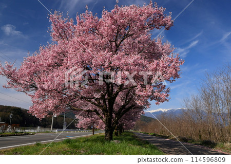 長野縣伊那市高遠町下山田 三峰川沿岸的高遠小彼岸櫻花樹和中央阿爾卑斯雪山的木曾山 長野縣伊那市高遠町下山田 三峰川沿岸的高遠小彼岸櫻花樹和中央阿爾卑斯雪山的木曾山 114596809