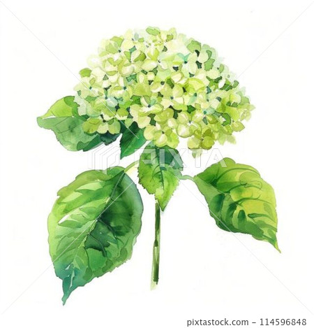 繡球花安娜貝爾 114596848