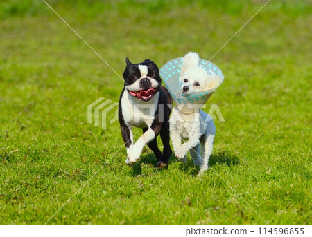 Mighty the Boston terrier and Bailey the toy poodle run together through the spring grasslands. 114596855