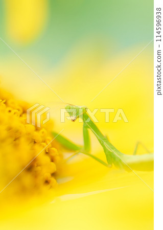 Close-up of a cute little praying mantis amongst sunflowers Close-up of a cute little praying mantis amongst sunflowers 114596938