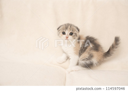Beige buck and scottish fold kitten 114597046