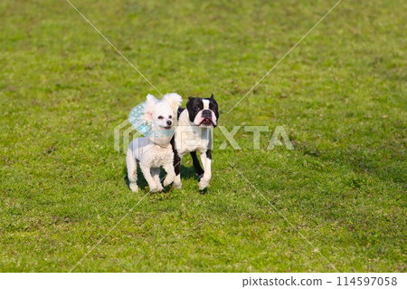 Bailey the toy poodle and Mighty the Boston terrier running together through the spring grasslands 114597058