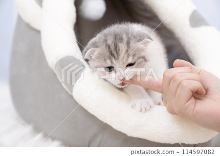 Scottish fold kitten biting a woman's finger 114597082