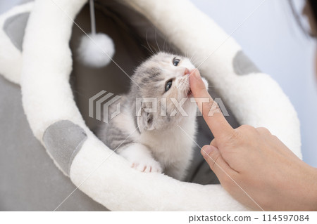 蘇格蘭折耳貓小貓咬著女人的手指 114597084