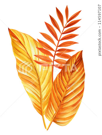 Jungle tropical leaves on an isolated background. Yellow, orange dry leaves watercolor hand drawing botanical painting Jungle tropical leaves on an isolated background. Yellow, orange dry leaves watercolor hand drawing botanical painting 114597107
