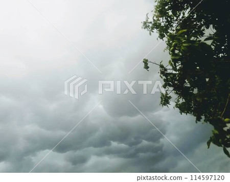 A tree is silhouetted against a cloudy sky filled with cumulus clouds 114597120