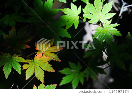 Momiji started to color 114597174