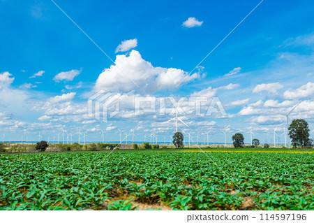 green eco industry environmental friendly concept, agriculture plant field in wind turbines electricity clean power generator with blue sky background. 114597196