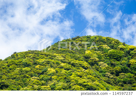 Fresh green mountain Fresh green mountain 114597237