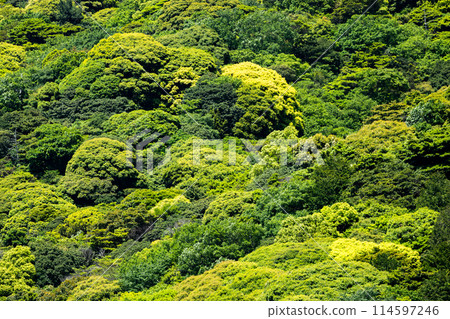 Fresh green mountain Fresh green mountain 114597246