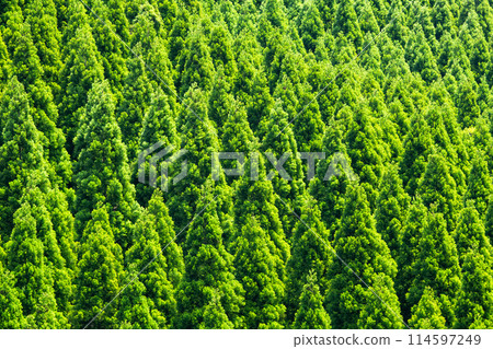 Fresh green mountain Fresh green mountain 114597249