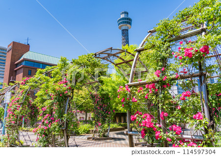 (Kanagawa Prefecture) Yokohama Yamashita Park with a view of the Marine Tower - Beautiful roses in full bloom (Kanagawa Prefecture) Yokohama Yamashita Park with a view of the Marine Tower - Beautiful roses in full bloom 114597304