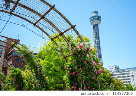 (Kanagawa Prefecture) Yamashita Park, Yokohama City: Beautiful roses in full bloom 114597306
