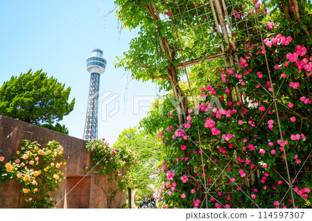 (Kanagawa Prefecture) Yokohama Yamashita Park with a view of the Marine Tower - Beautiful roses in full bloom 114597307