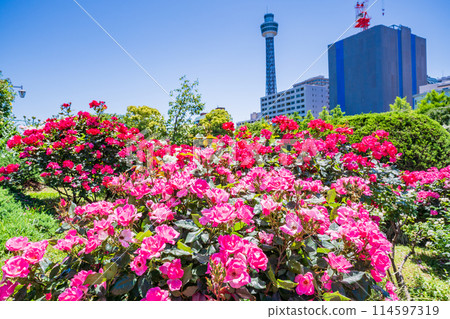 (Kanagawa Prefecture) Yamashita Park, Yokohama City: Beautiful roses in full bloom 114597319