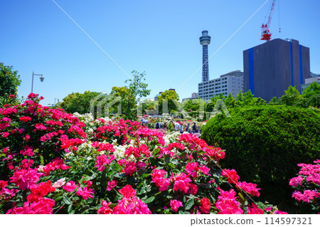 （神奈川縣）橫濱市山下公園，美麗的玫瑰盛開 114597321