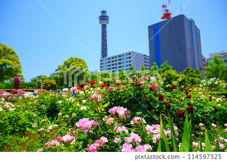 （神奈川縣）橫濱市山下公園，美麗的玫瑰盛開 114597325