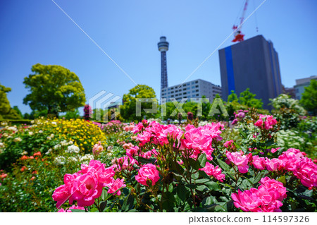 (神奈川縣)橫濱山下公園,可以看到盛開的海洋塔。 (神奈川縣)橫濱山下公園,可以看到盛開的海洋塔。 114597326